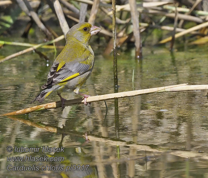 Dzwoniec Carduelis chloris