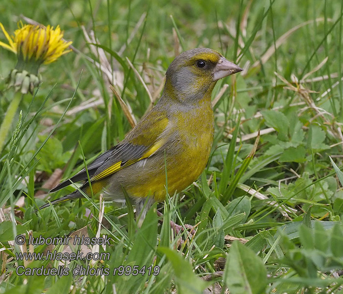 Groenling Carduelis chloris