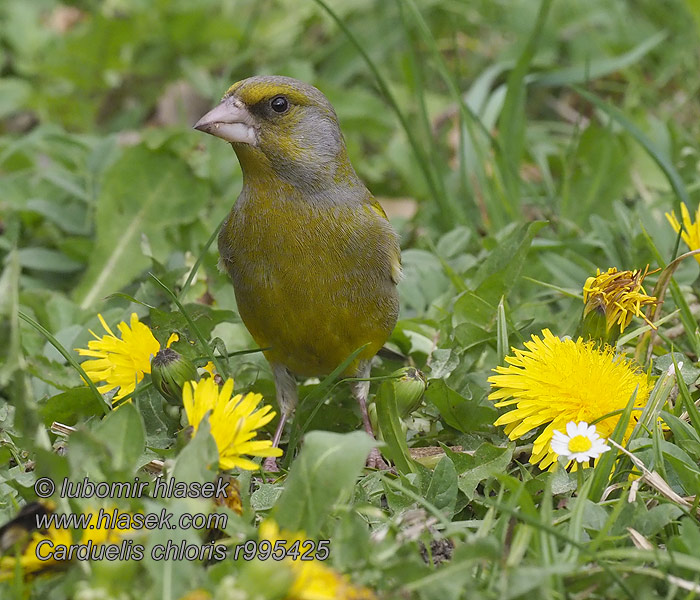 Zvonek zelený Carduelis chloris