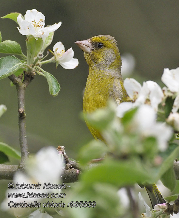 Grünfink Verdier Europe Verderón Común Carduelis chloris