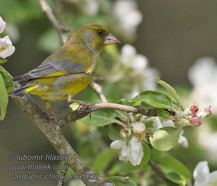 Grünling Carduelis chloris