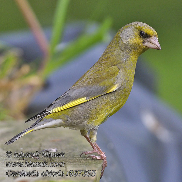 Greenfinch Carduelis chloris