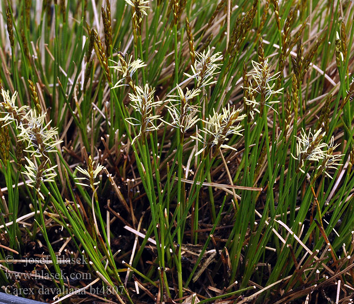 Carex davalliana Laiche Davall Carice Davall