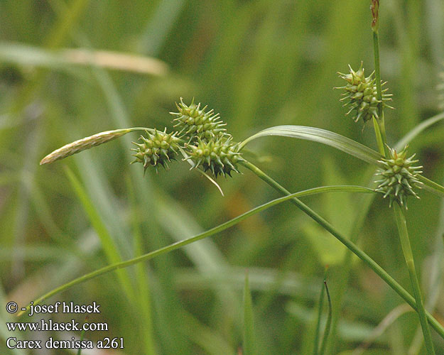 Carex demissa Ostřice skloněná Grønstorr Grünliche Gelb-Segge