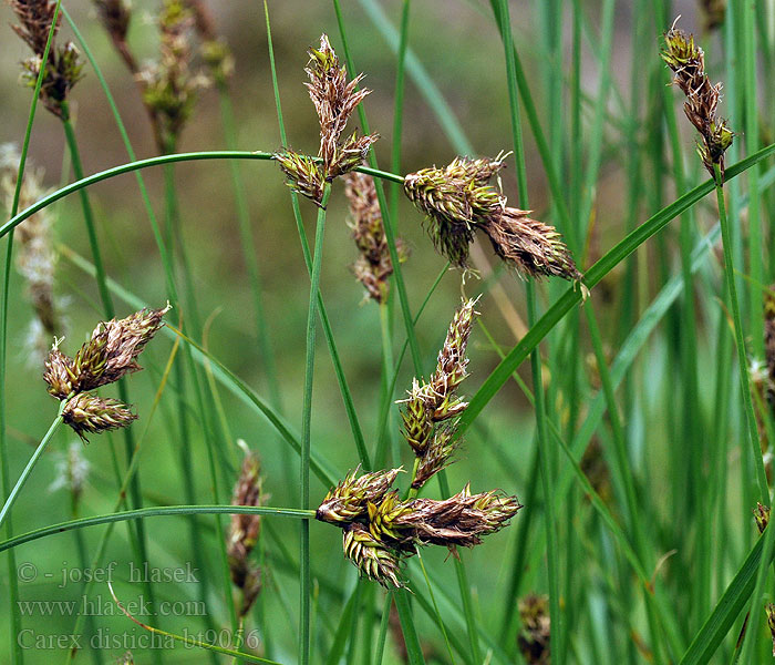 Carex disticha Ostřice dvouřadá Zweizeilige Segge Two-ranked sedge Brown