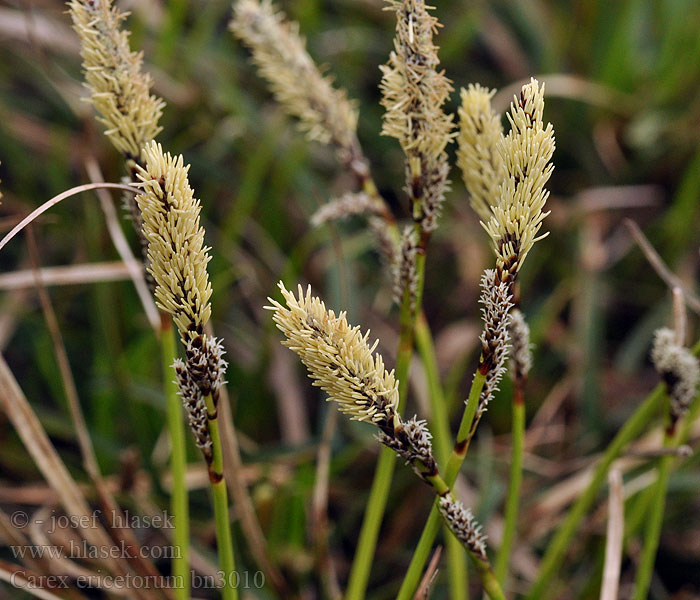 Carex ericetorum Laiche bruyères Carice degli ericeti