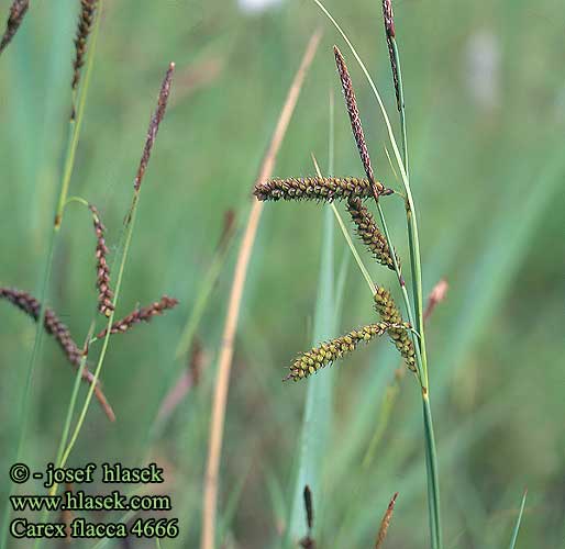 Carex flacca glauca Laiche flasque glauque Carice glauca