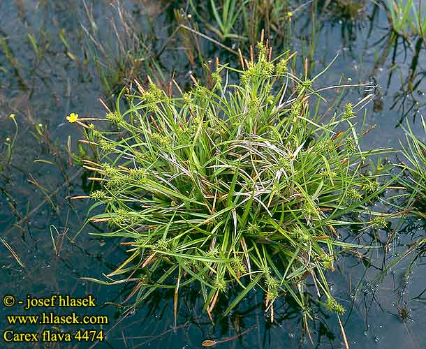 Carex flava Large Yellow Sedge Keltasara Laiche jaune