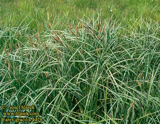 Carex gracilis acuta Slender Tufted-Sedge Carice palustre