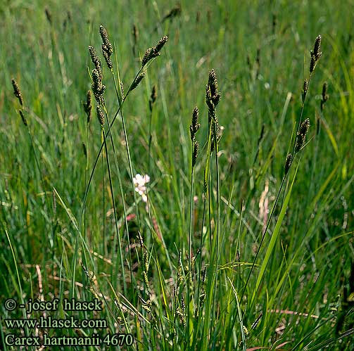 Carex hartmanii Laiche Hartman Carice Hartman Északi sás