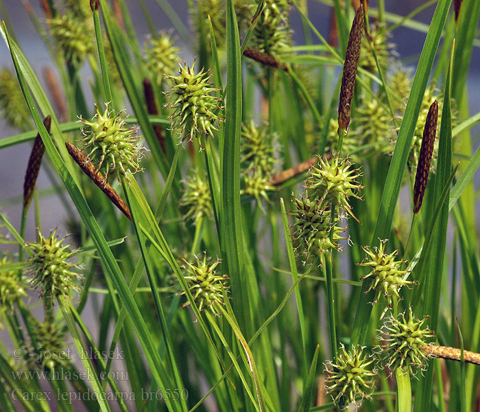 Carex lepidocarpa Long-stalked Yellow Sedge