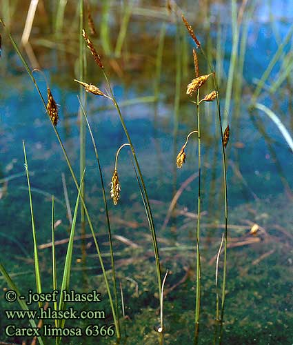 Carex limosa Bog Sedge Mutasara Laiche bourbiers