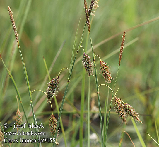 Осока топяная багнова Carex limosa Bog Sedge Mutasara