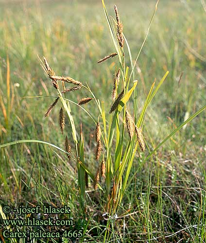 Carex paleacea Vihnesara Chaffy sedge Havstorr Vihnesara