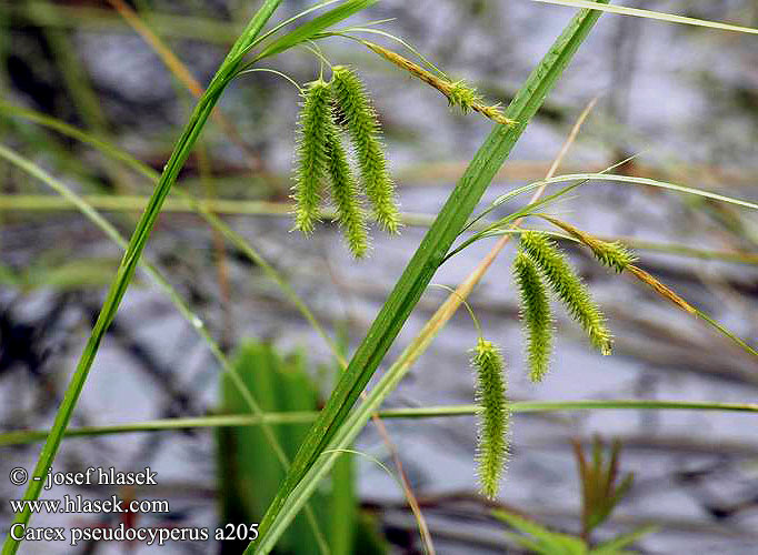 Carex pseudocyperus Cyperus Sedge Hop Scheinzyper-Segge
