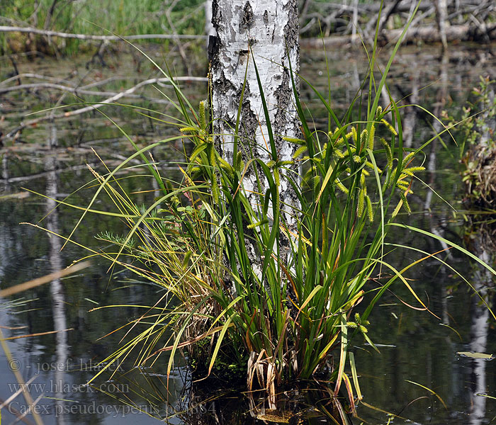 Ostrica pašachorová Šaš paostrični Slokstarr Carex pseudocyperus