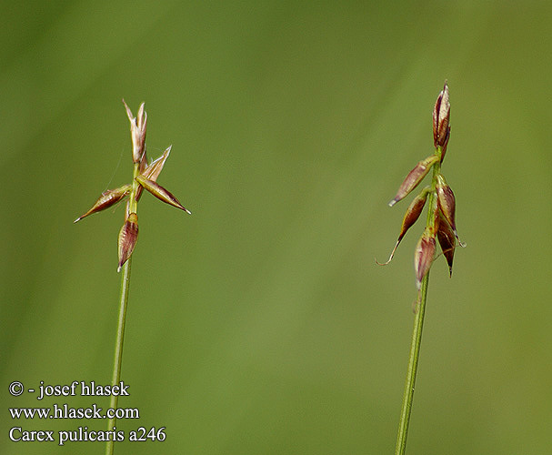 Carex pulicaris Ostřice blešní Ostrica blšná Flea Sedge Loppe-star