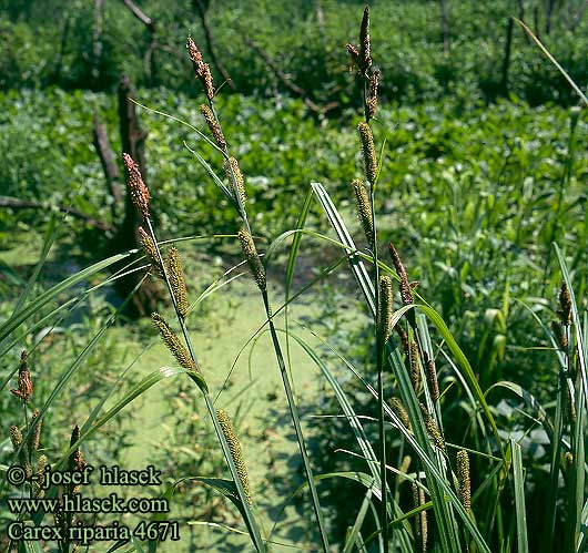 Carex riparia Greater Pond Sedge Laiche des rives Carice spondicola