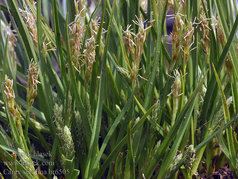 Carex secalina Ostřice žitná Roggen-Segge Ostrica ražná