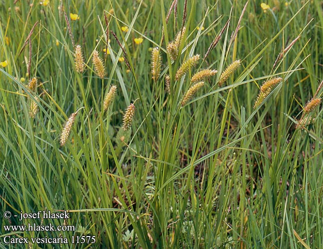 Carex vesicaria Bladder Sedge Luhtasara Laiche vésiculeuse
