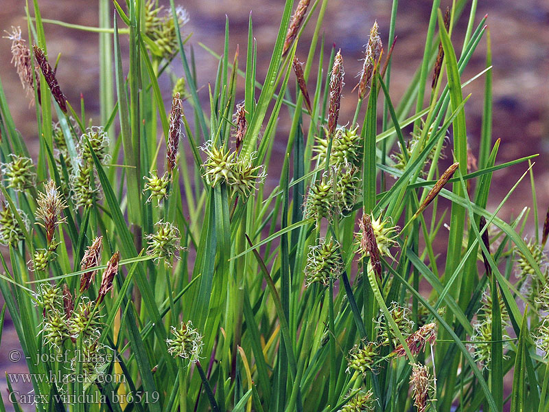 Carex viridula oederi Ostřice pozdní Little green sedge