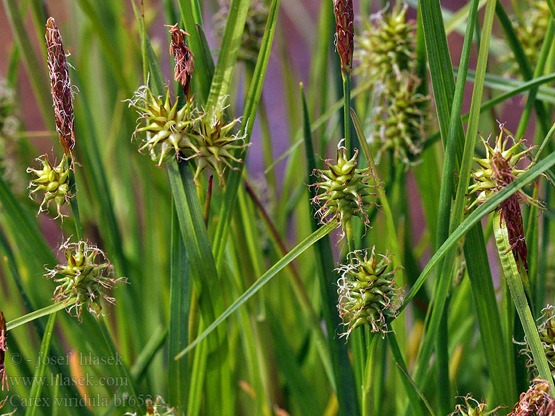 Carex viridula oederi Hernesara Осока зелененькая зеленоватая
