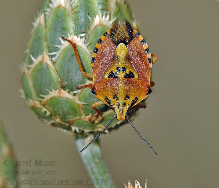 Carpocoris mediterraneus Borczyniec śródziemnomorski