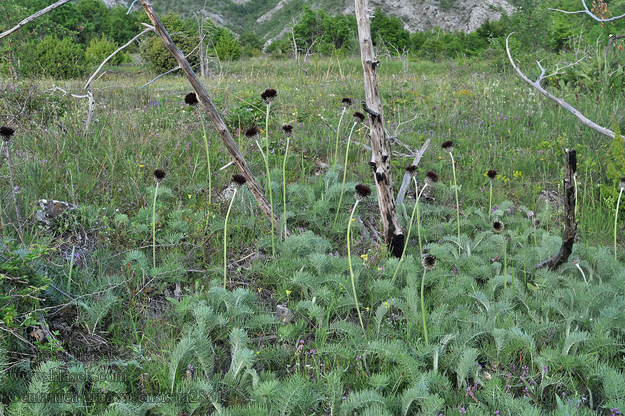 Centaurea grbavacensis