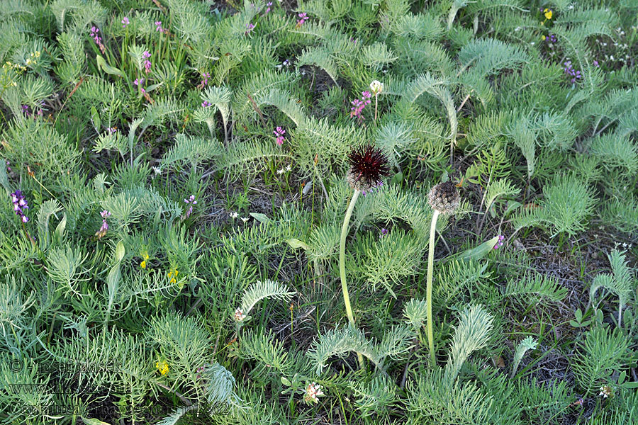 Centaurea grbavacensis