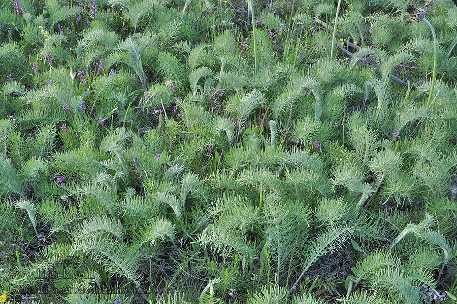 Centaurea grbavacensis