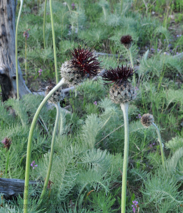 Centaurea grbavacensis