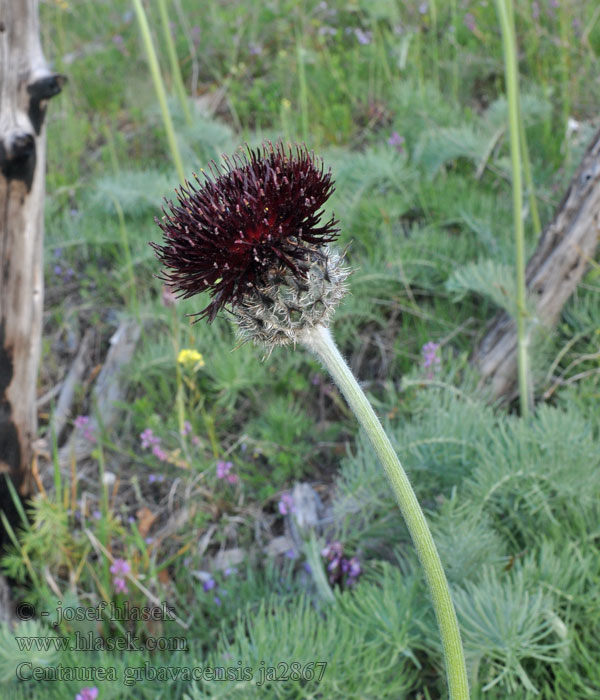 Centaurea grbavacensis