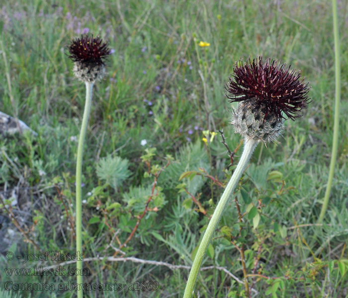 Centaurea grbavacensis