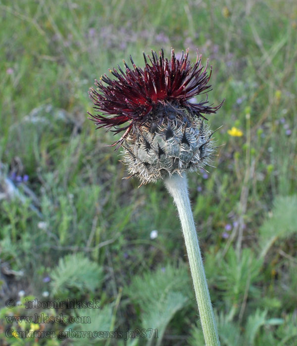 Centaurea grbavacensis