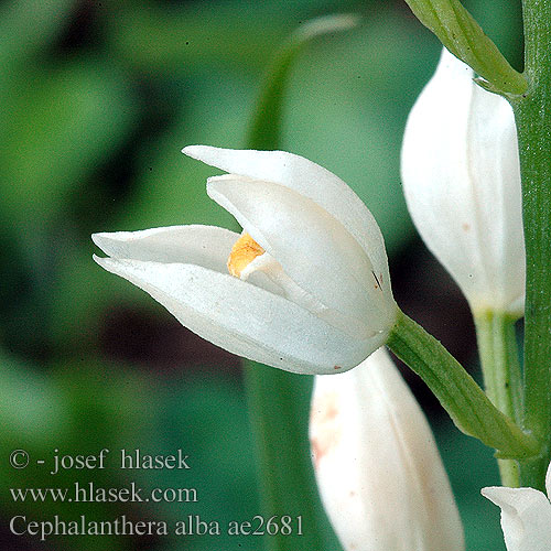 Cephalanthera alba Okrotice bílá Stor skogslilja Пыльцеголовник белый