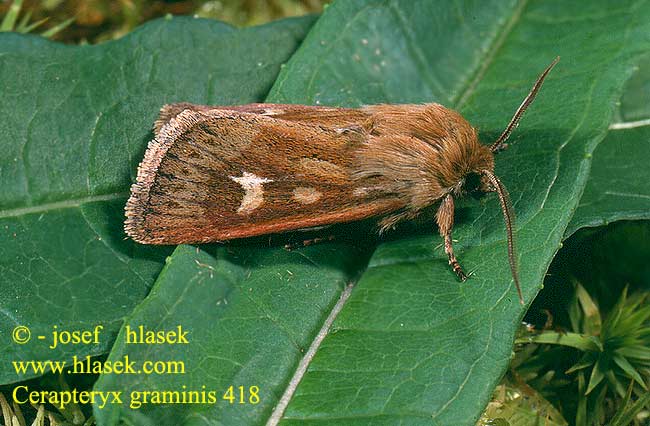 Cerapteryx graminis Můra luční Dreizack-Graseule Antler moth