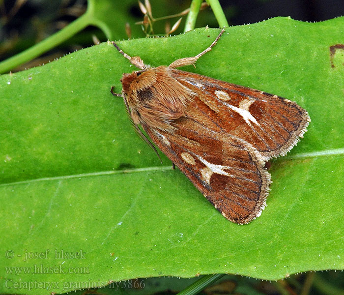 Cerapteryx graminis Antler moth