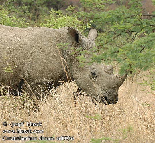 Ceratotherium simum White Rhinoceros Hvidt næsehorn