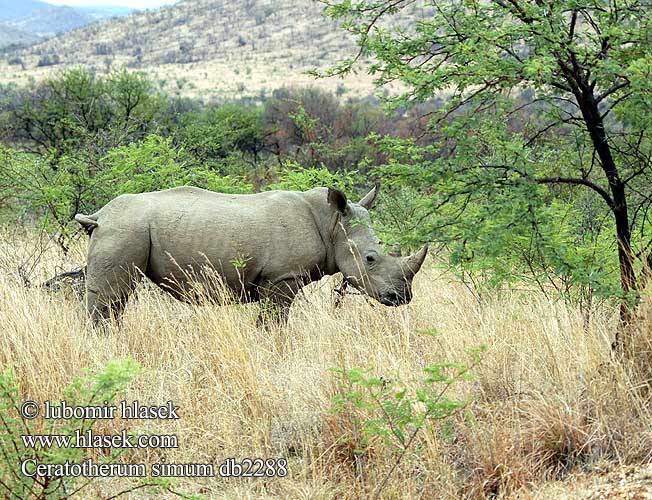 وحيد القرن الأبيض Бял носорог