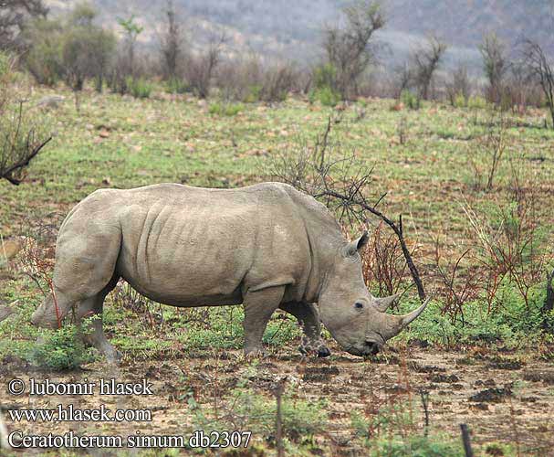 Hvidt næsehorn 흰코뿔소 Bijeli nosorog