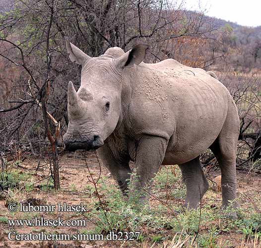 Бел носорог Badak Putih Rinoceronte-branco