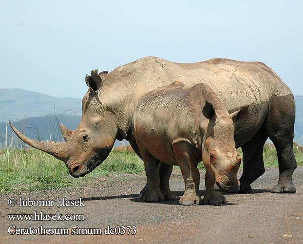 Rinoceronte bianco Szélesszájú orrszarvú orrszarvúból