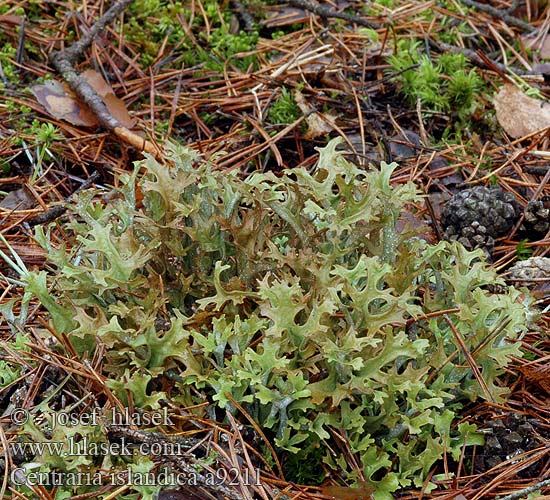 Cetraria islandica Lobaria Lichen islandicus Iceland moss