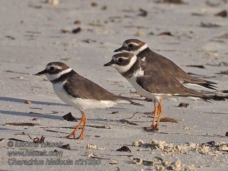 Grande Corriol gros Kulík písečný Charadrius hiaticula