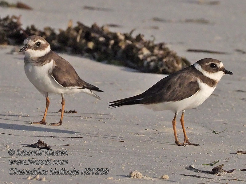 Ringed Plover Sandregenpfeifer Grand Gravelot Chorlitejo Charadrius hiaticula