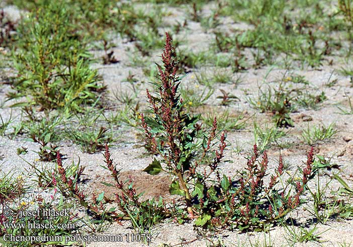 Chenopodium polyspermum Manyseed goosefoot Mangefroet gasefod Hentosavikka