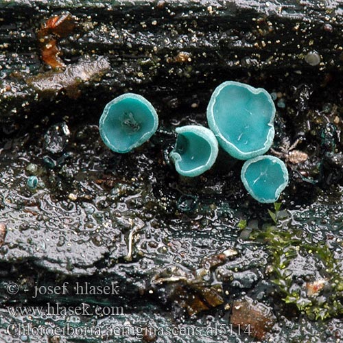 Chlorociboria aeruginascens aeruginosa Blue-Stain Fungus