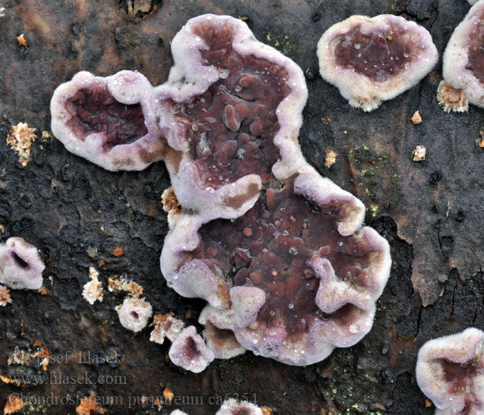 Pevník nachový Chondrostereum purpureum