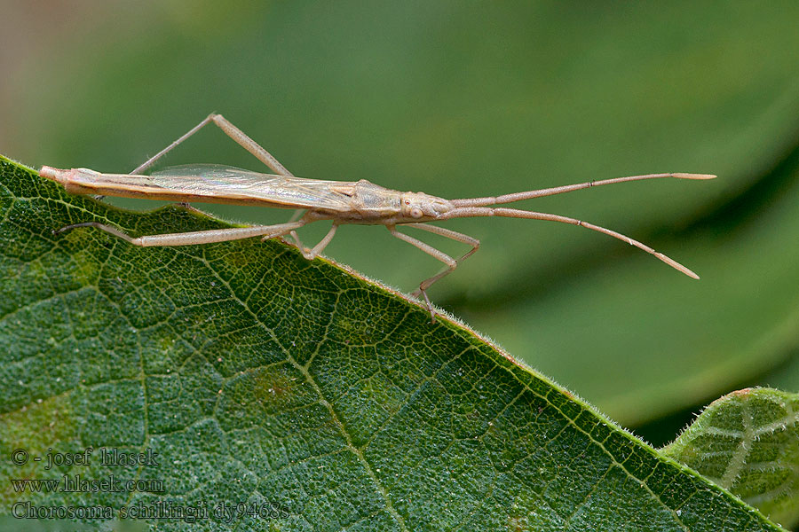 Chorosoma schillingii Vroubenkovka vyzáblá