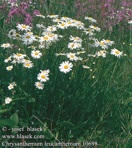 Leucanthemum vulgare Chrysanthemum leucanthemum Oxeye daisy Hvid okseojev